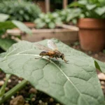 Gros plan macro d'un ophone insecte posé sur une feuille verte dans un jardin potager naturel